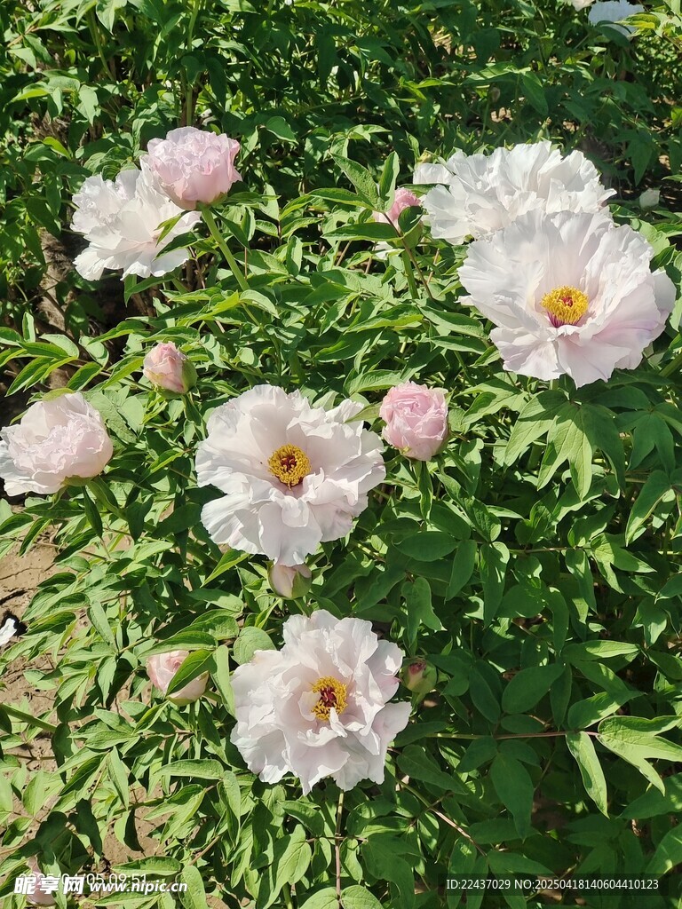 盛开的白色牡丹花