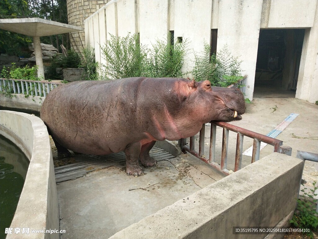 河马张嘴靠近围栏