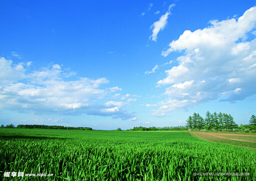 广袤绿野蓝天美景