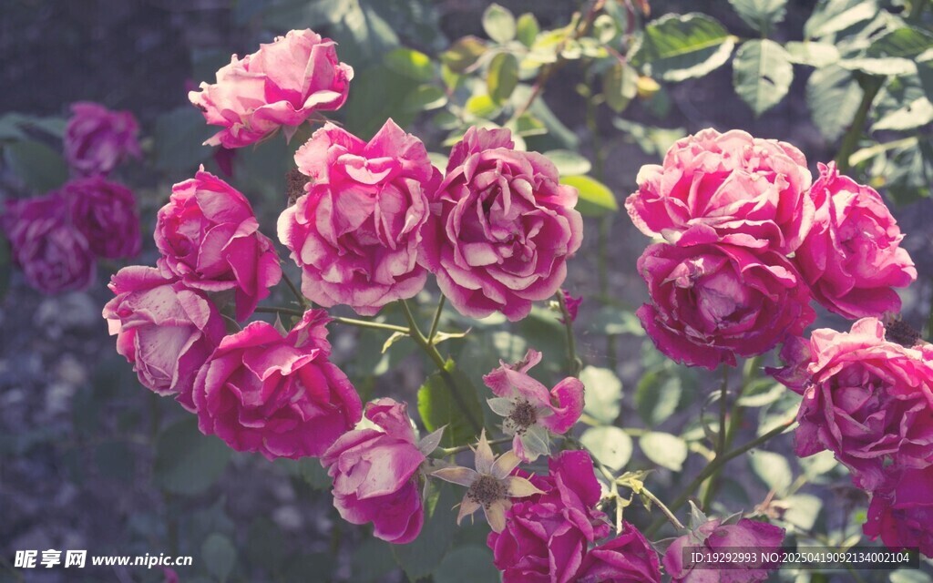 娇艳盛开的粉色玫瑰花