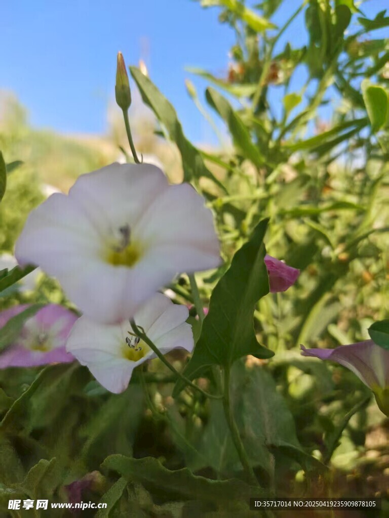 白色小花绽放于绿叶间