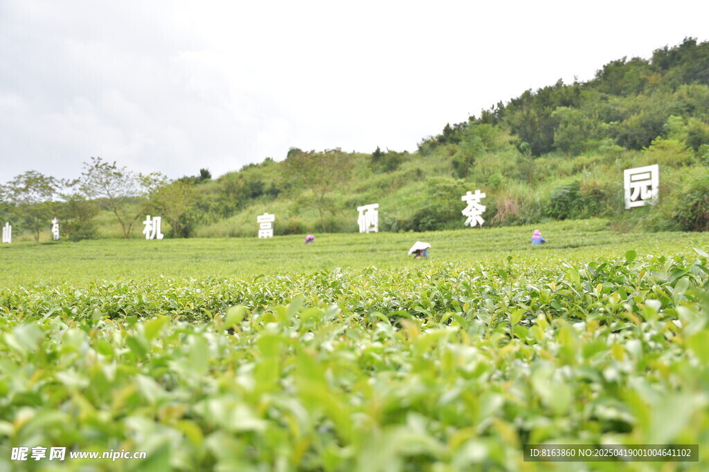 广西上林大明山茶园景区