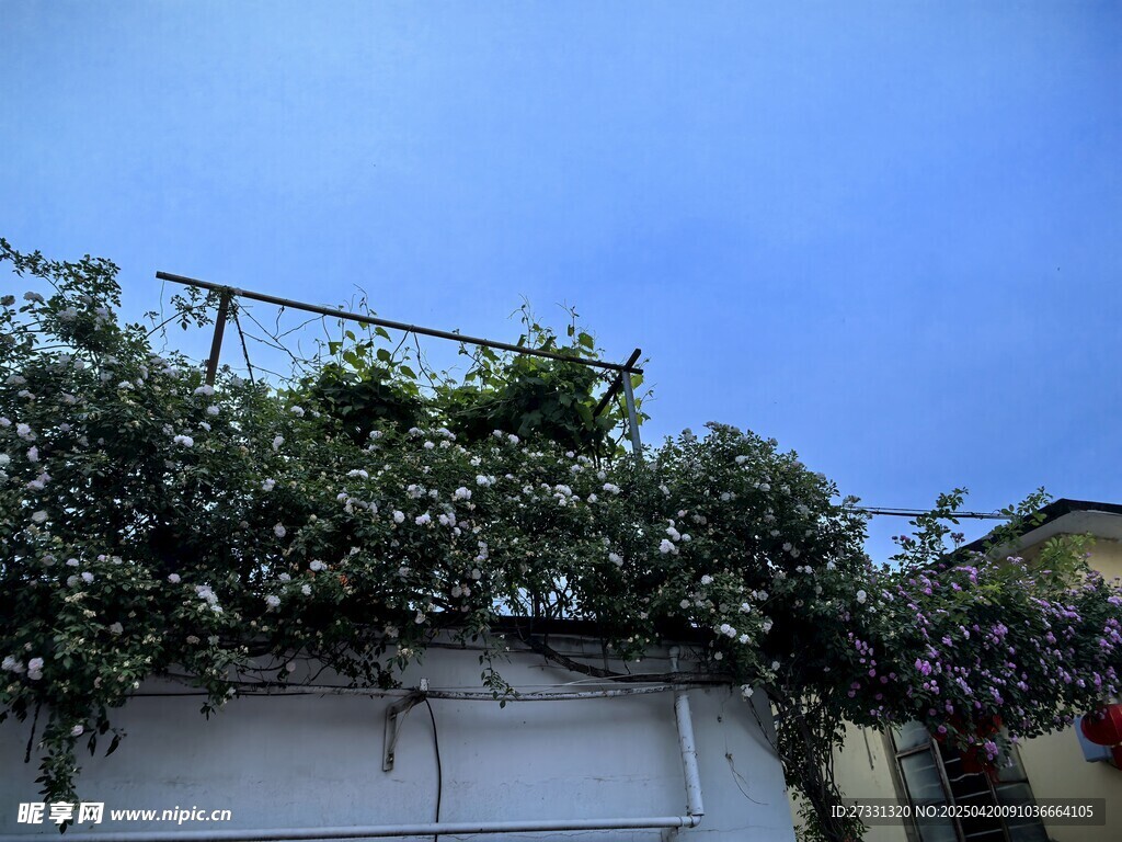 藤蔓覆墙的清新景致