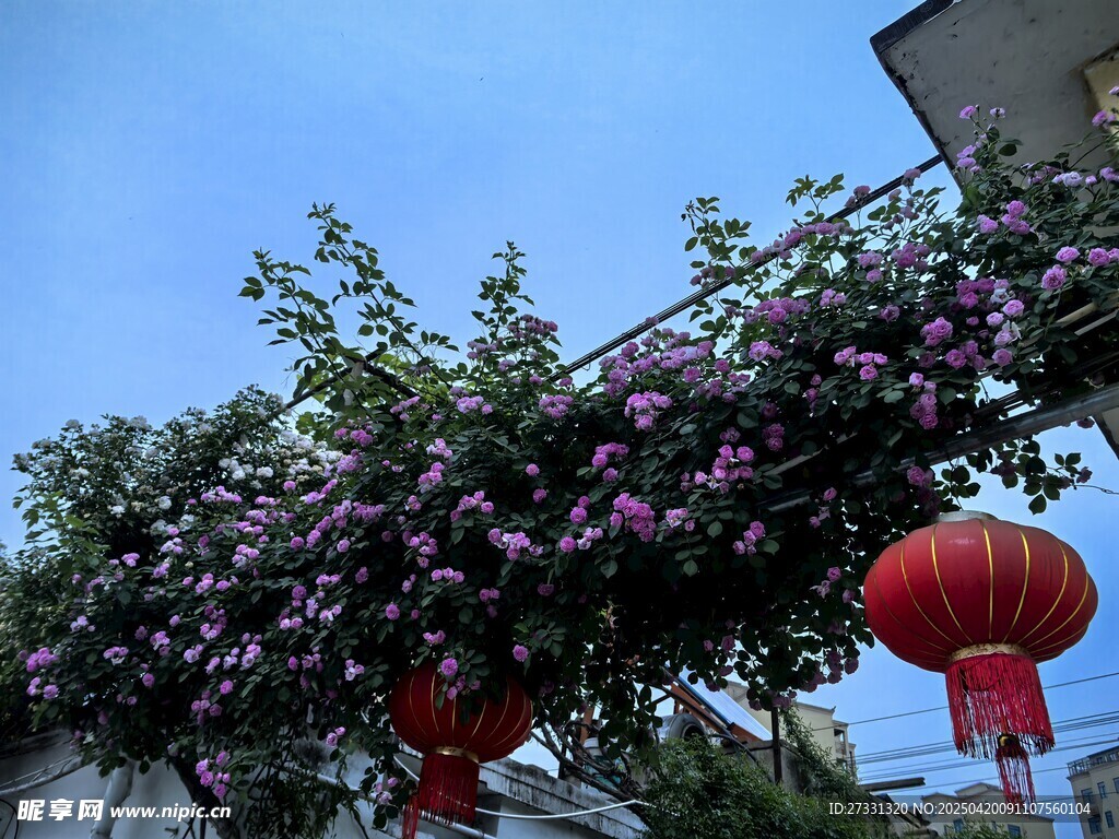 紫藤下的红灯笼