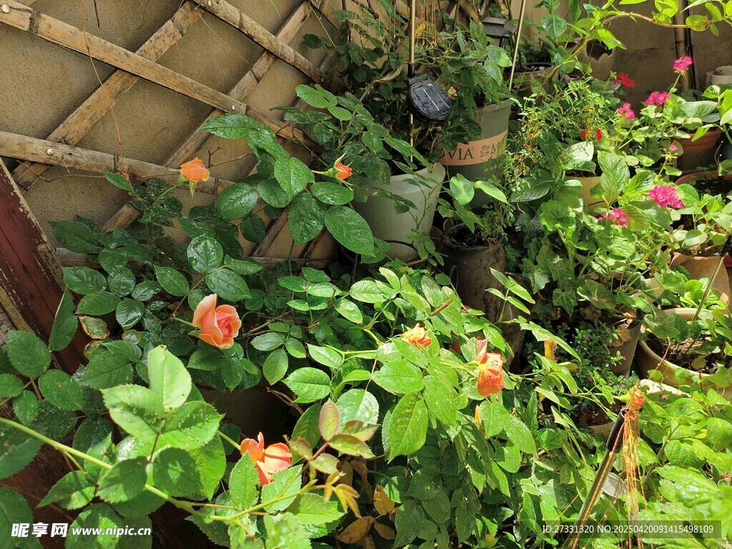 绿叶间绽放的娇艳花朵