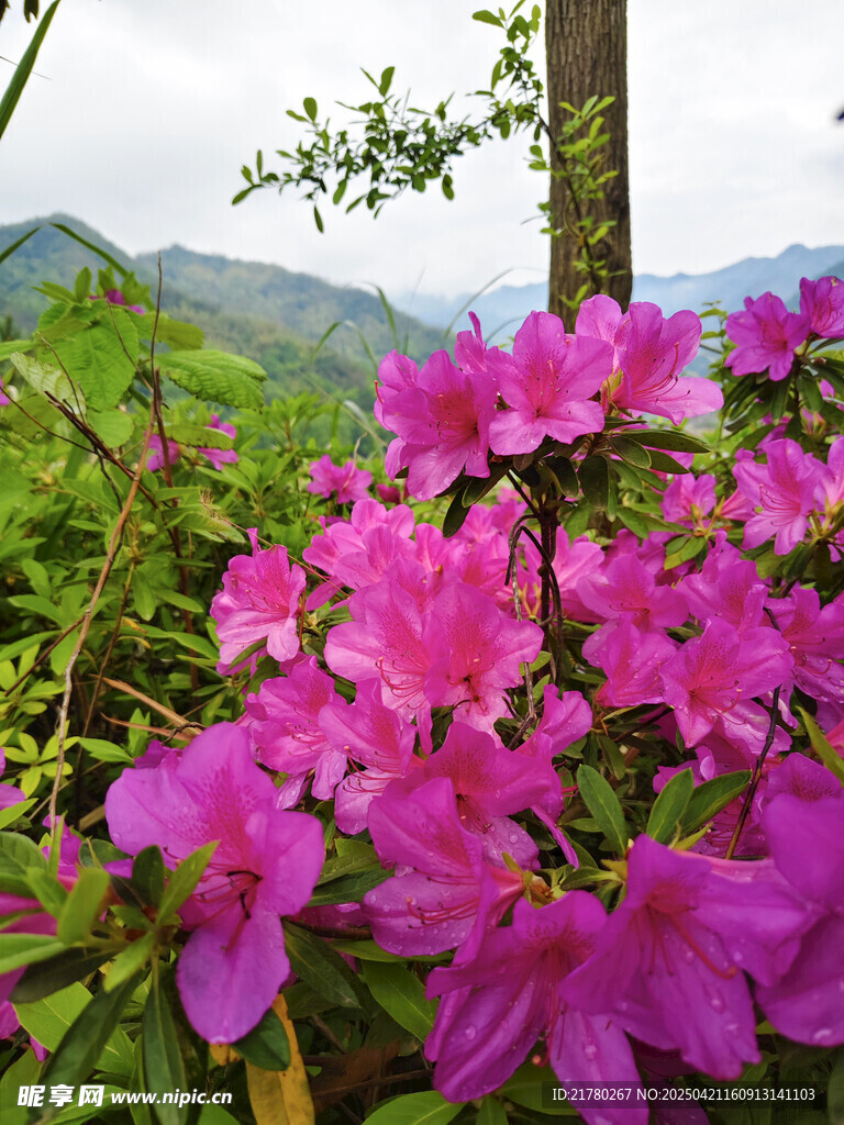 杜鹃花开