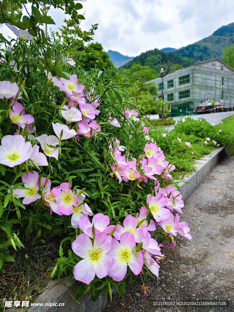 路边美丽月见草