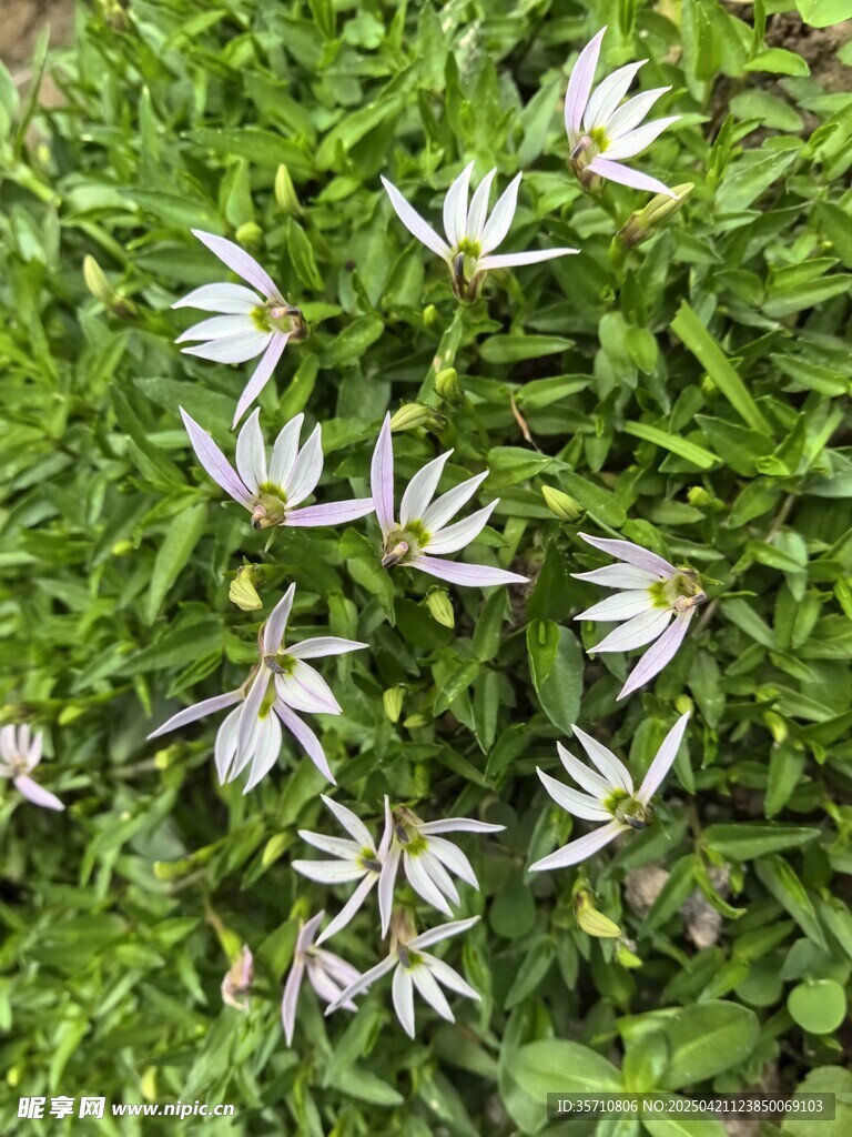 绿叶丛中的白色小花