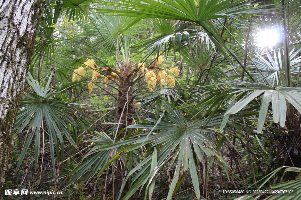 棕榈树