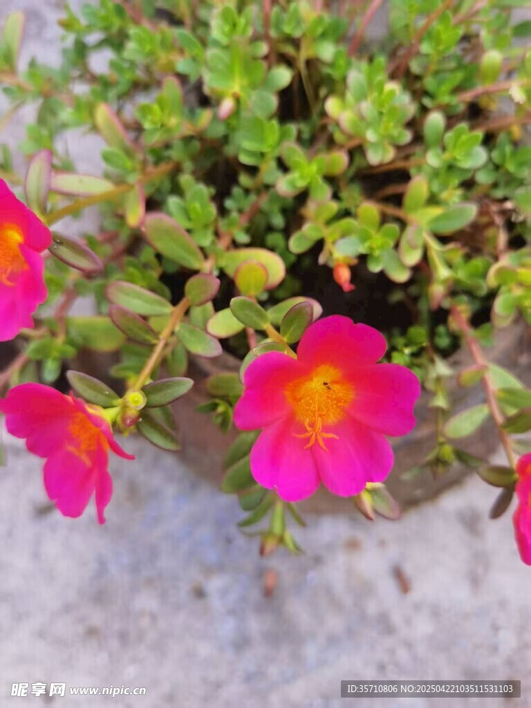 娇艳粉色太阳花绽放