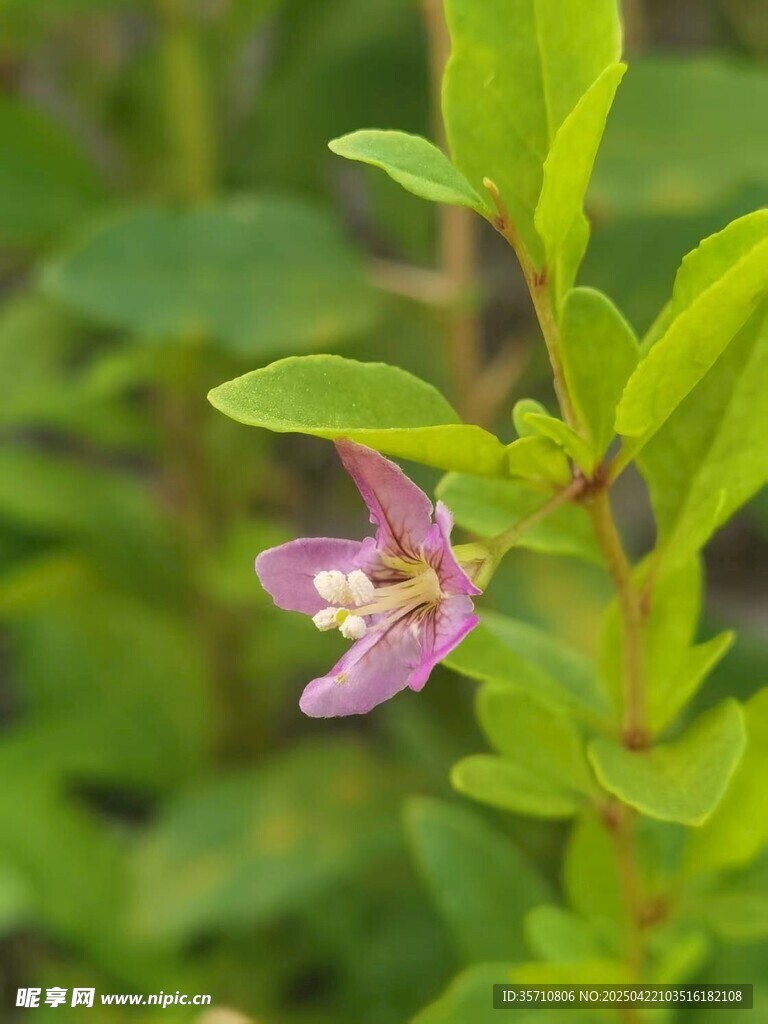 紫色小花绽放绿叶间