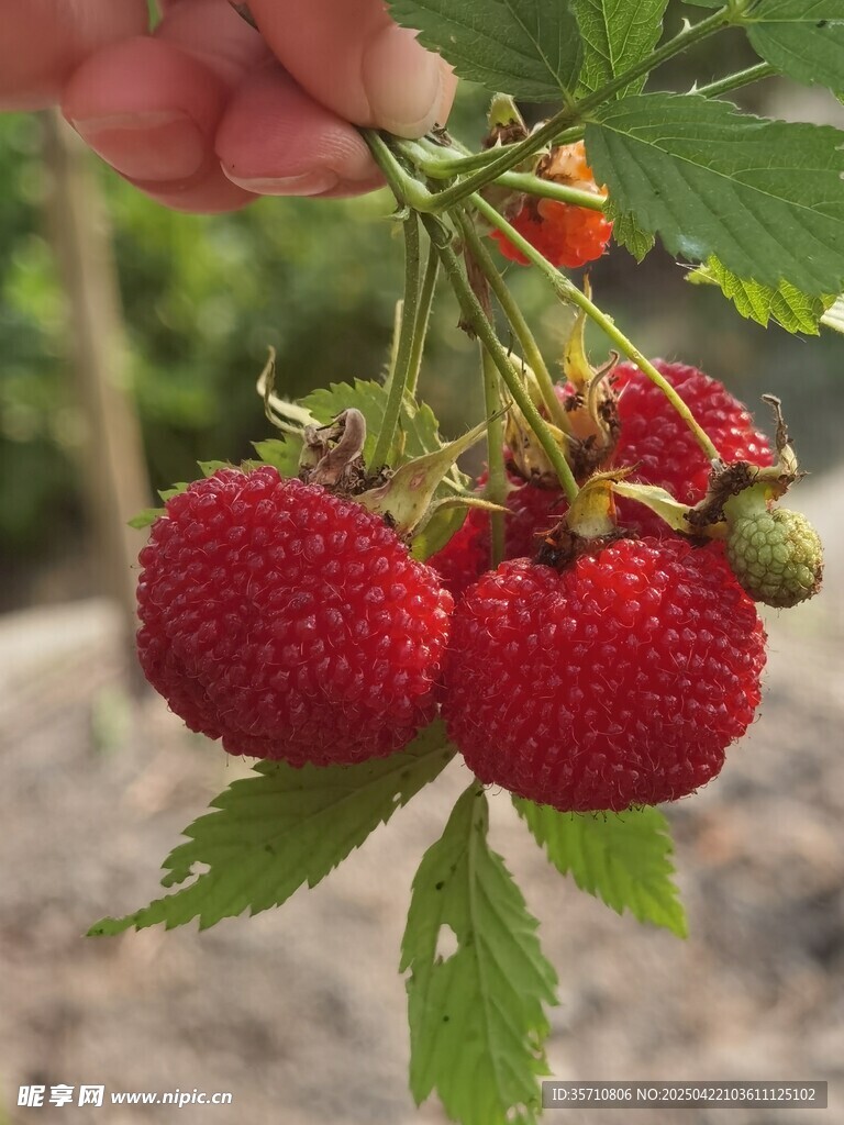 新鲜采摘的诱人野草莓