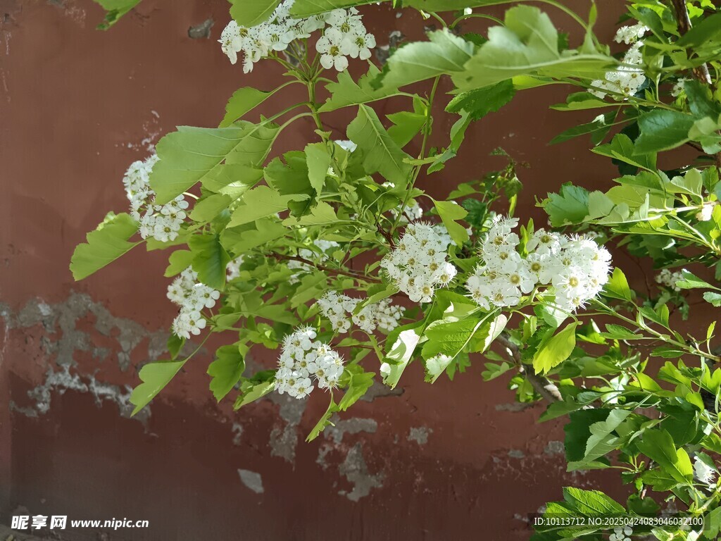 墙边绽放的白色小花 山楂花