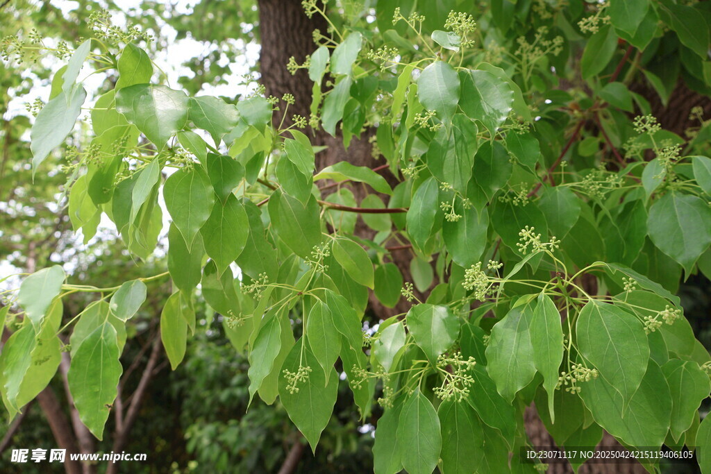 香樟树开花