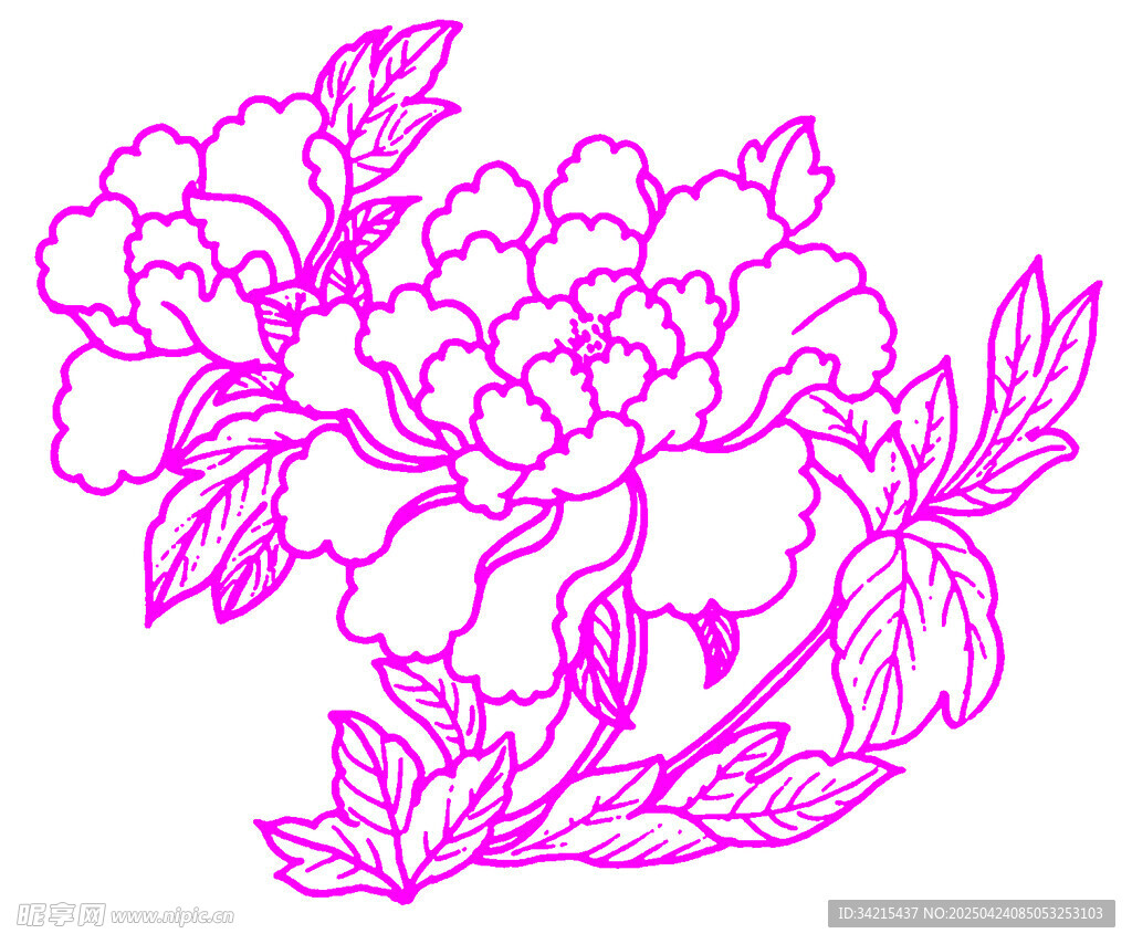 粉色牡丹花卉线描图案