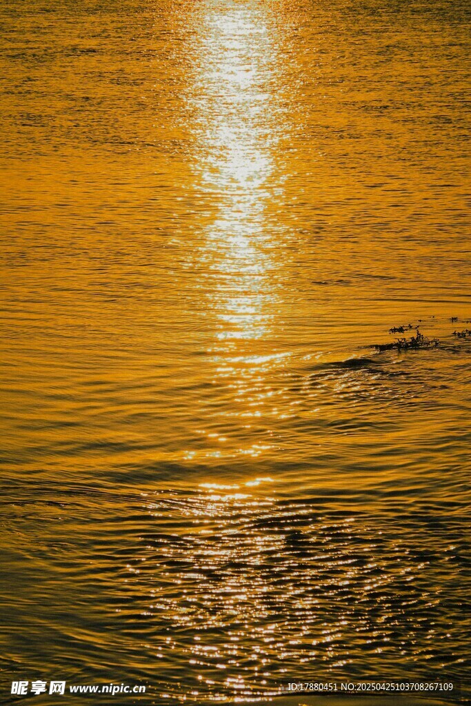 金色水面