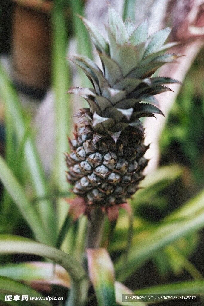 生长中的小菠萝