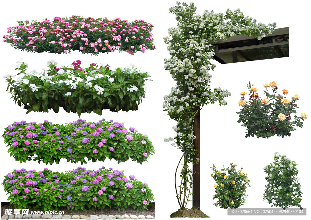 花卉素材合集