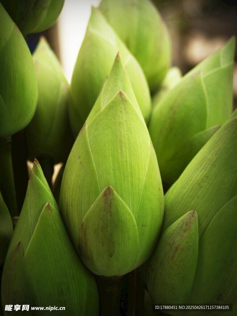 嫩绿荷花苞特写