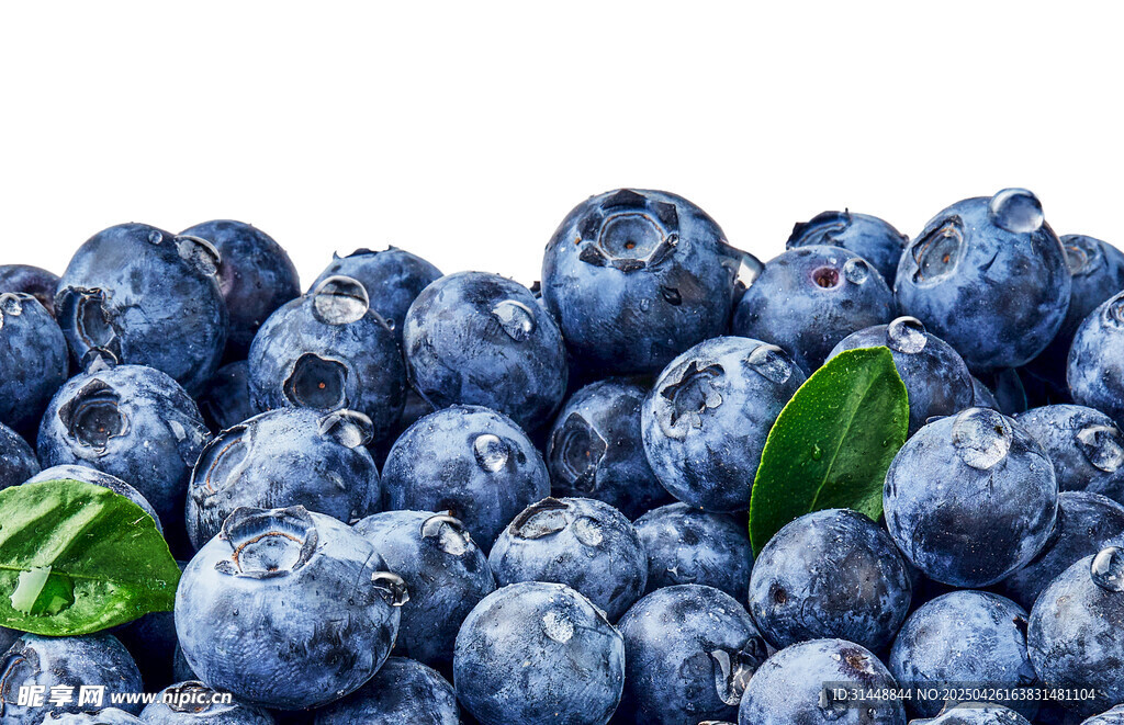 新鲜饱满蓝莓带绿叶
