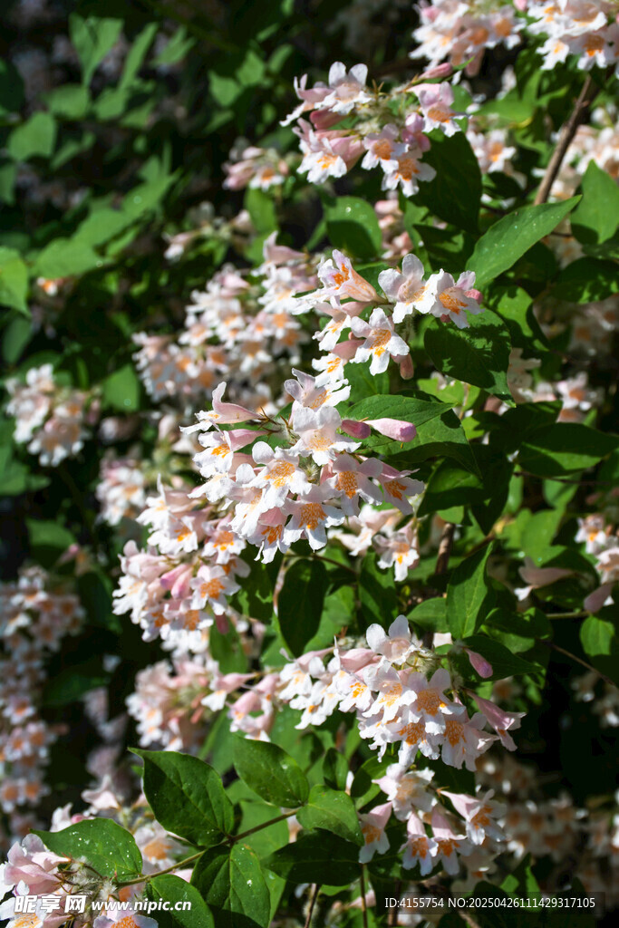繁茂绽放的蝟实花