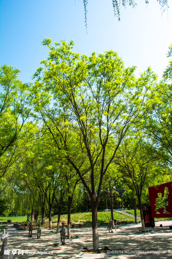 夏日绿树成荫的公园景致
