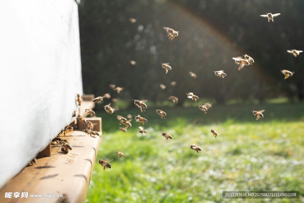 蜜蜂出巢场景