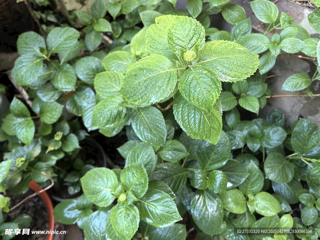 翠绿鲜嫩的薄荷植物