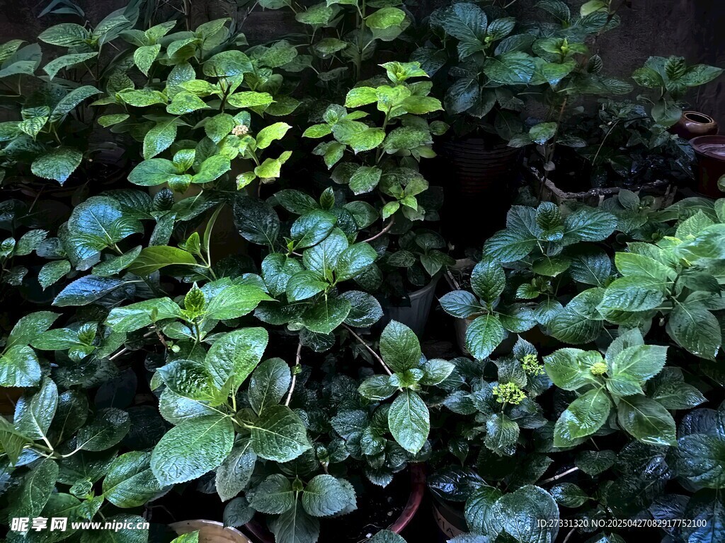 翠绿繁茂的丛生植物