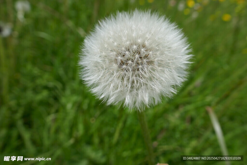 蒲公英特写