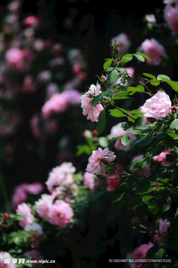 粉色蔷薇花丛美丽绽放