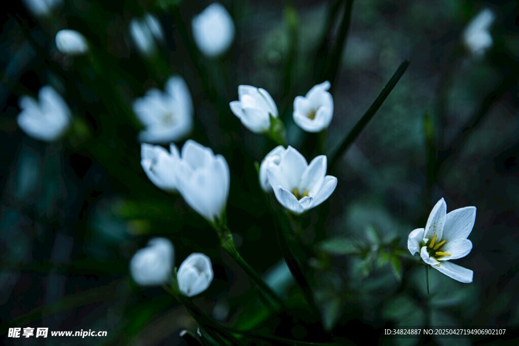 白色小花绽放于绿意间