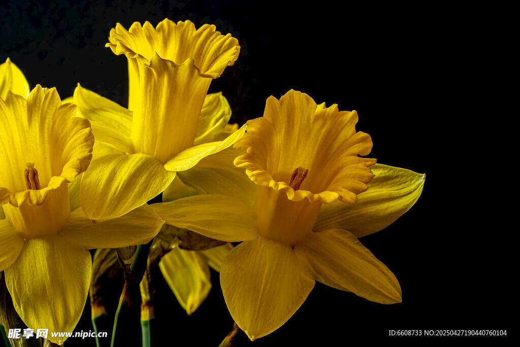 黄色绽放的美丽水仙花