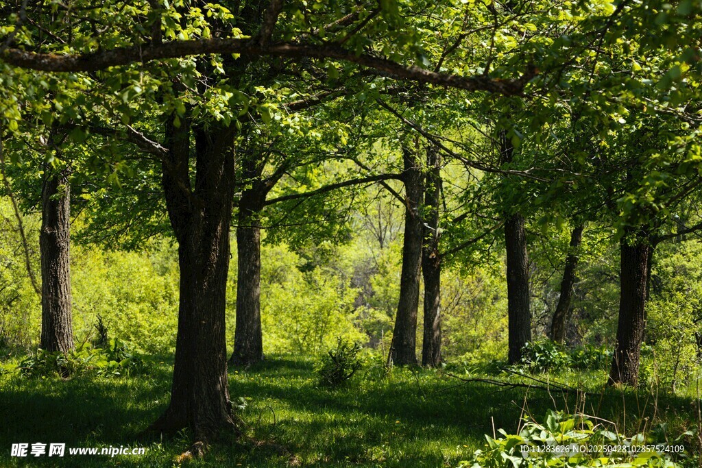阳光洒落的静谧森林