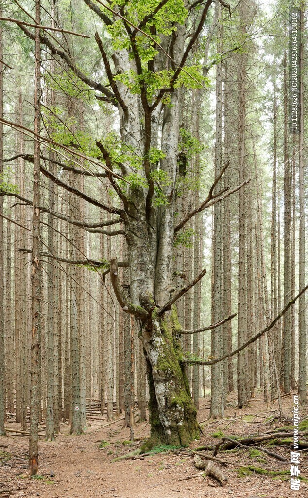 森林中一棵独特的树木