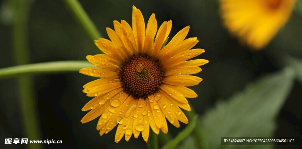 黄色小菊花特写