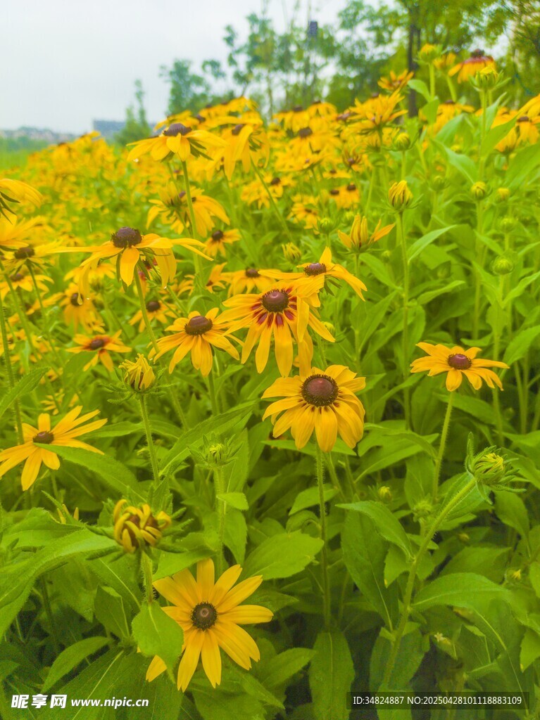 金黄黑心菊绽放的美丽花田