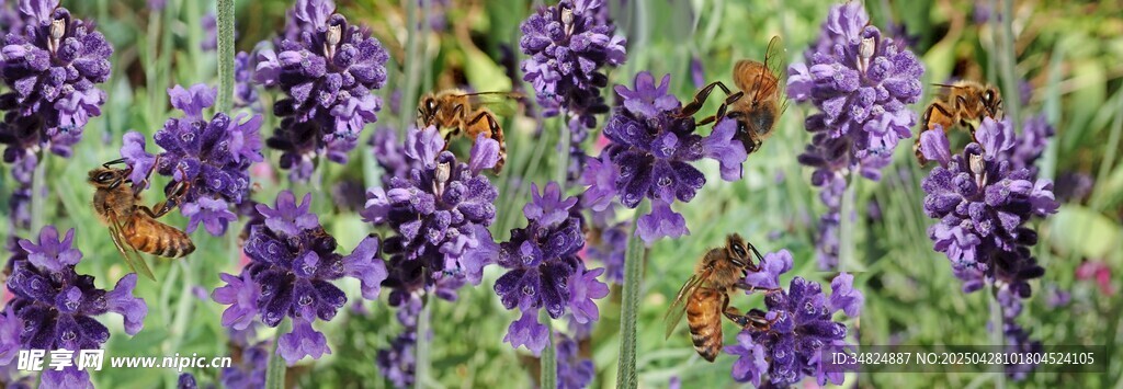 紫色花卉绽放美景