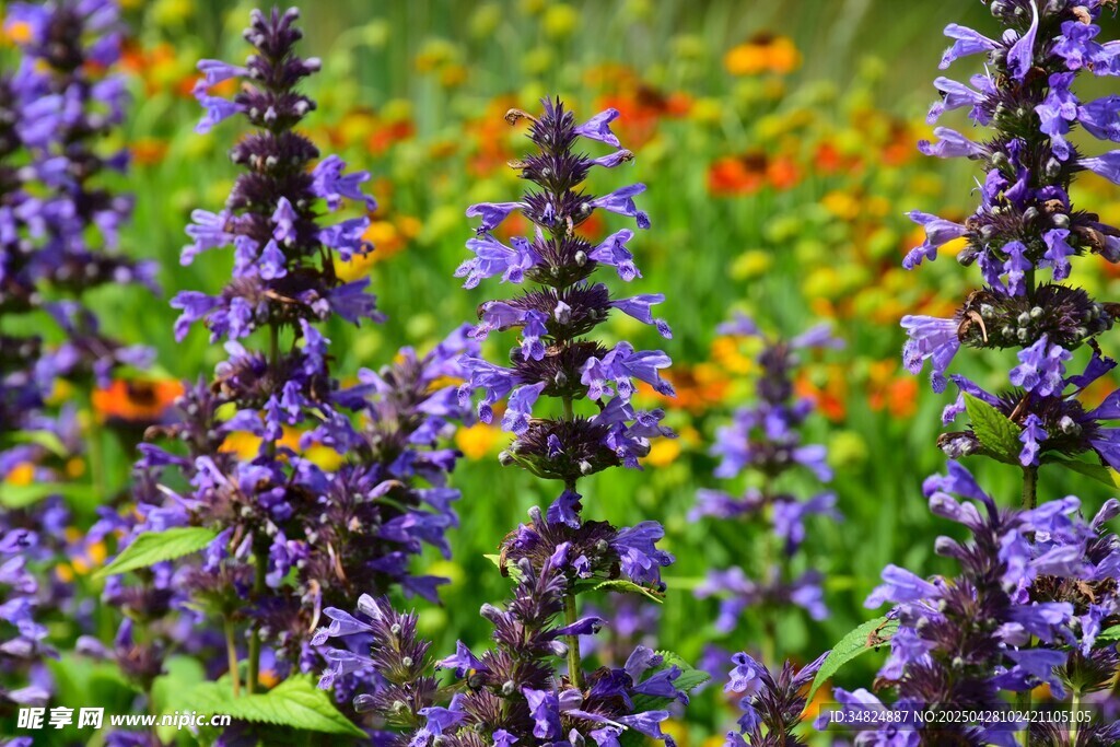 紫色薰衣草花卉