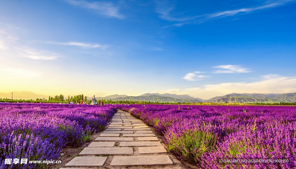 紫色薰衣草花田中的小径