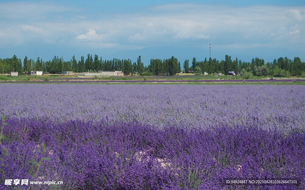 紫色薰衣草花海美景