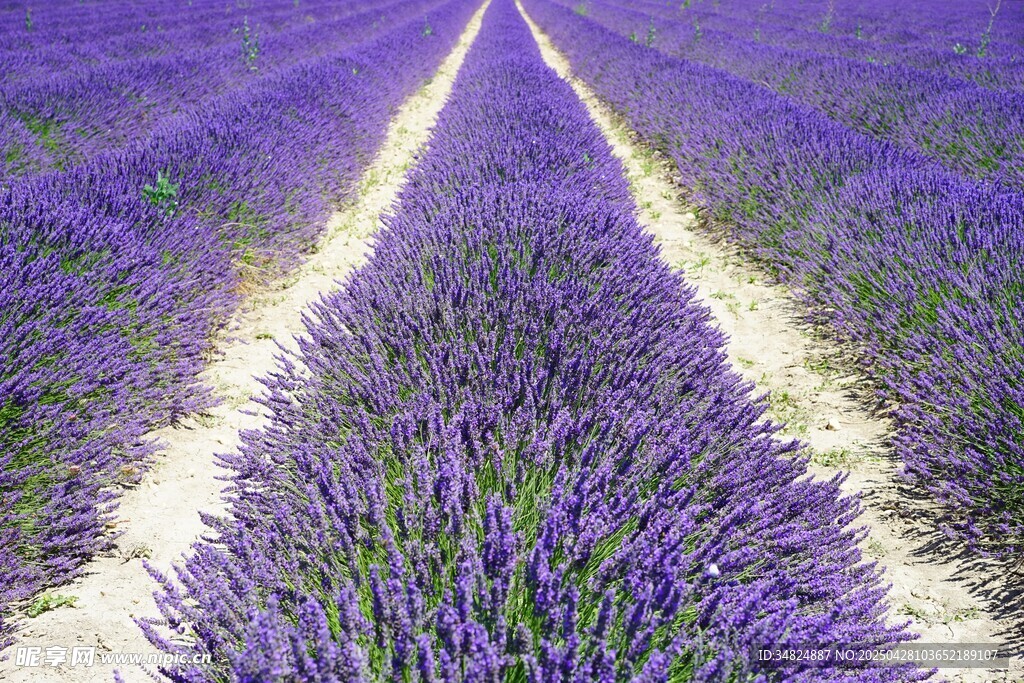 花田薰衣草美丽景致