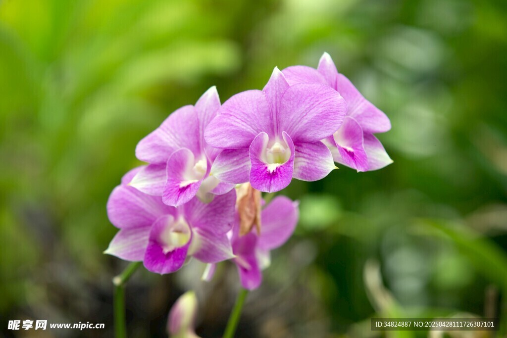 娇艳粉色兰花绽放