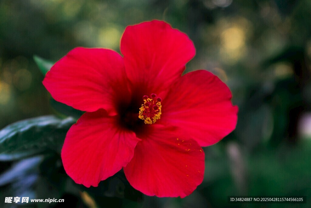 艳红木槿花朵绽放