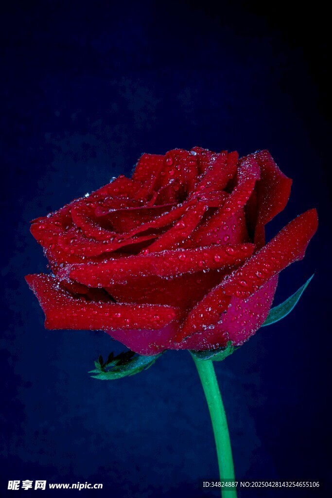 娇艳红玫瑰带晶莹水珠