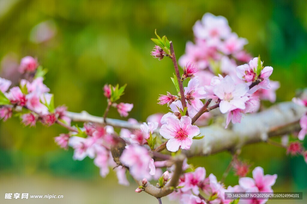 粉色桃花