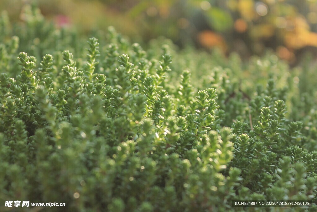 翠绿繁茂的清新植物景观