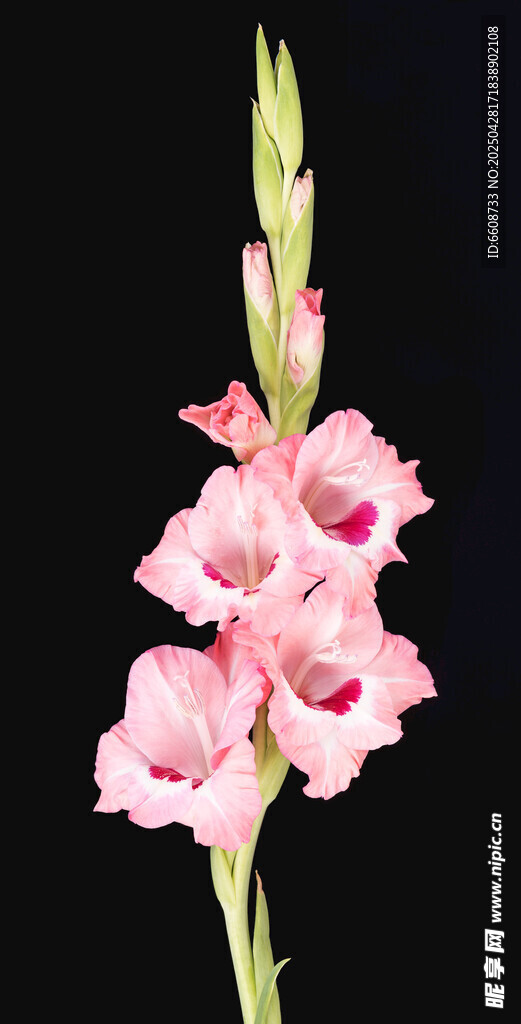 粉色唐菖蒲花特写