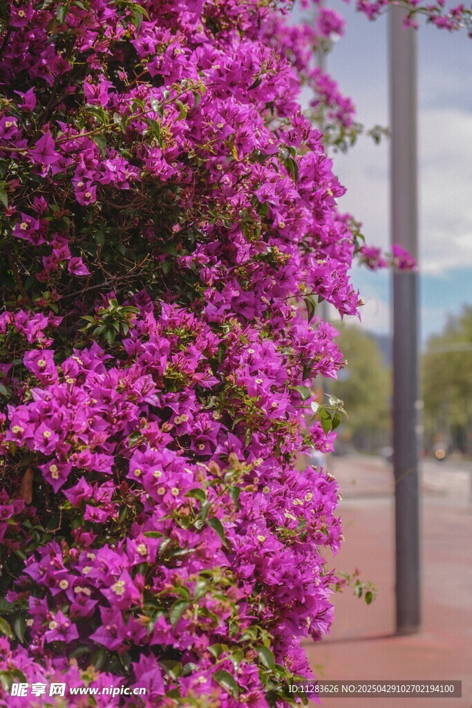 绽放的紫色三角梅景观