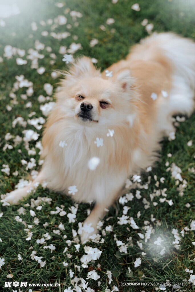 博美犬在飘雪草地中玩耍
